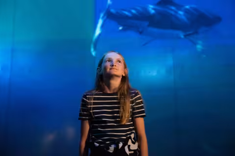 ocean enfant requin
