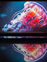 méduse rose reflet eau