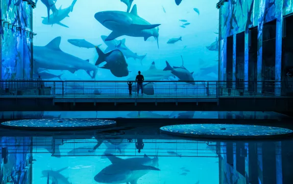 requin reflet eau bleue