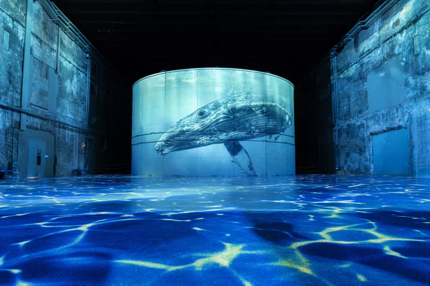baleine océan 