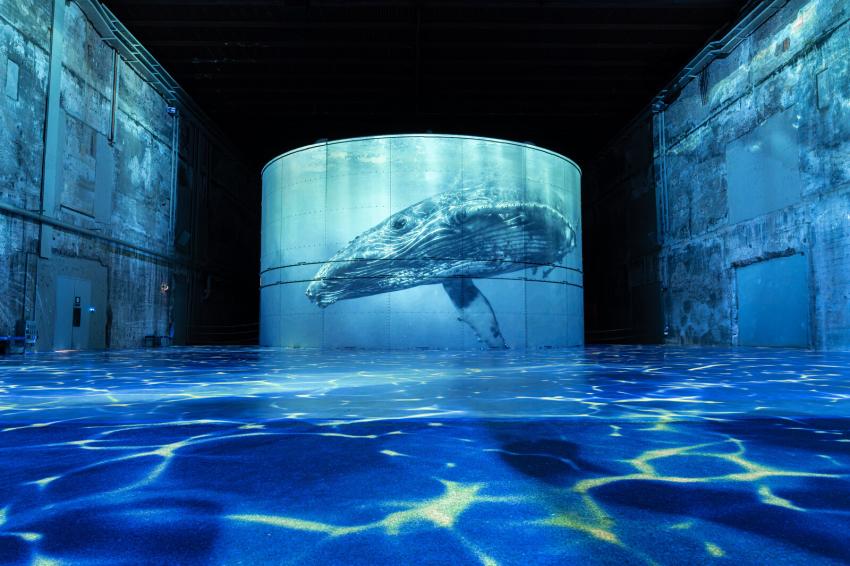 baleine océan 