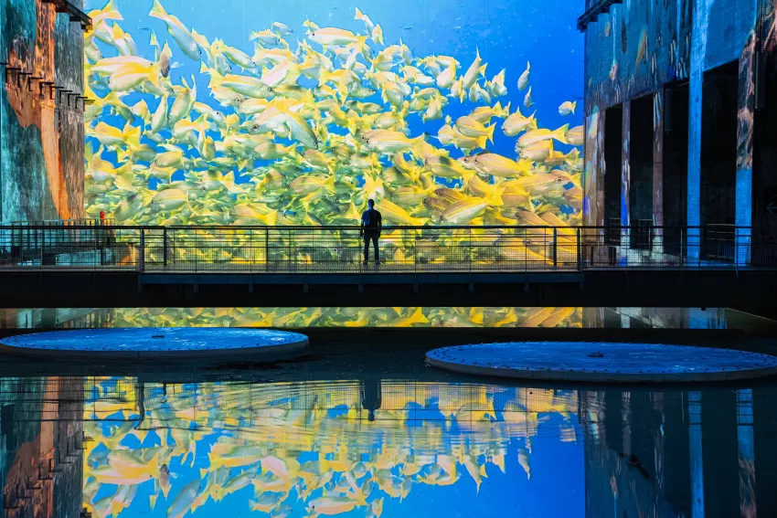 poissons jaunes reflets bassins