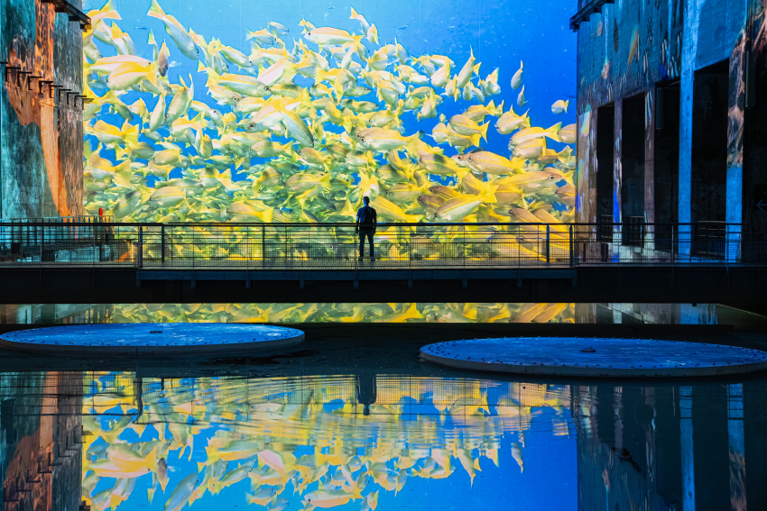 poissons jaunes reflets bassins
