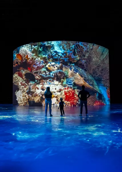 corail projection bassins