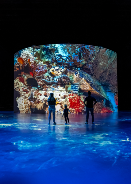 corail projection bassins