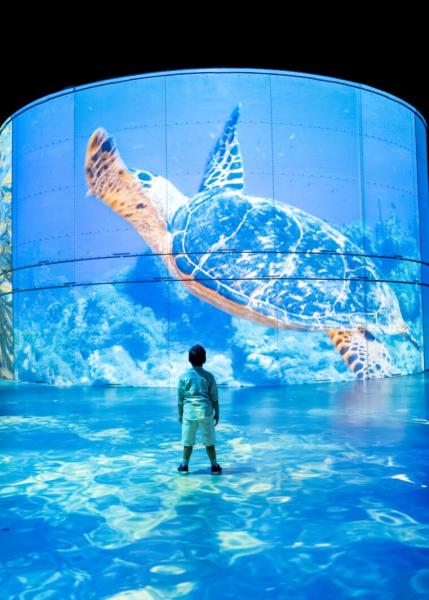 enfant tortue océan