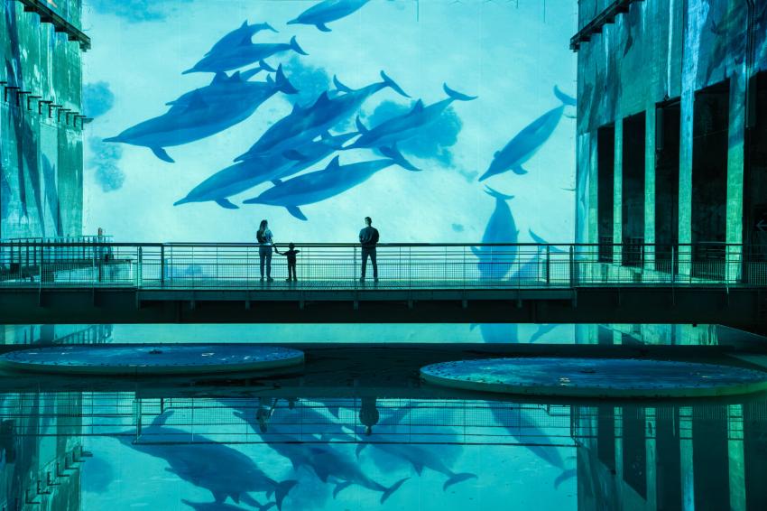 groupe requins projection
