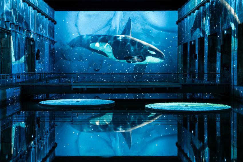 orque ocean