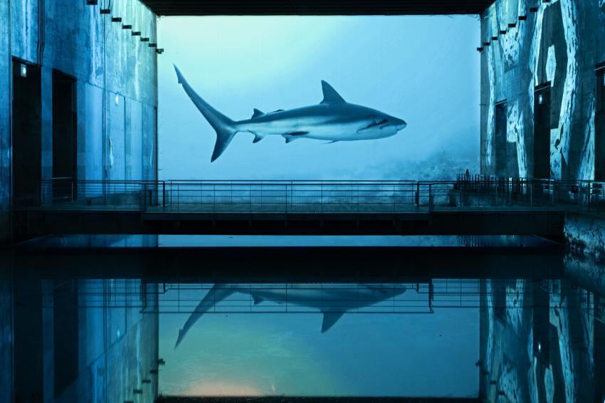 requin ocean