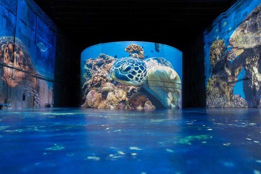 tortue ocean