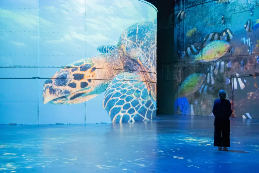 tortue poisson personne